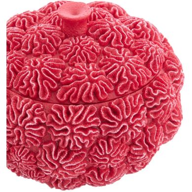 Декоративная посуда для хранения с крышкой &Oslash;17x16 см CORAL, красная Light&Living 5741217