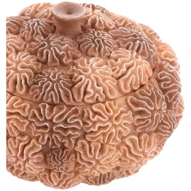 Декоративна ваза з кришкою &Oslash;20&times;15,5 см, CORAL, персиково-коричнева Light&Living 5741382
