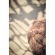 Декоративна ваза з кришкою &Oslash;20&times;15,5 см, CORAL, персиково-коричнева Light&Living 5741382