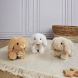 Мягкая игрушка DouDou Кролик 3 модели, 17 см, 1 шт, HO3000