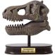 Музейный череп динозавра T-Rex BUKI FRANCE 2130