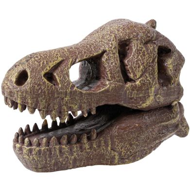 Музейный череп динозавра T-Rex BUKI FRANCE 2130