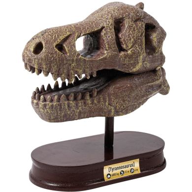 Музейный череп динозавра T-Rex BUKI FRANCE 2130