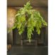 Квітка штучна Аспарагус підвісний зелений 109 см Silk-ka 129092
