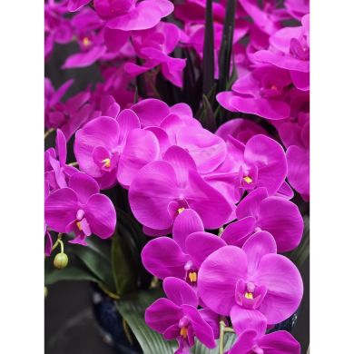 Аромат для дома Большая Люкс Орхидея Fuchsia в керамическом весе Cote noire GO09