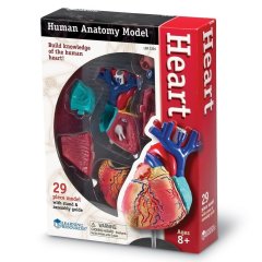 Учебная модель Сердце человека Learning Resources Learning Resources LER3334