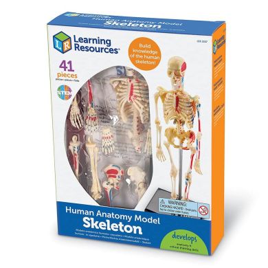 Навчальна модель Скелет людини Learning Resources Learning Resources LER3337